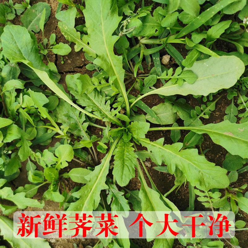 荠荠菜新鲜野生野菜包邮4斤现挖地菜齐菜包子馅芥菜商用农家本地-图1