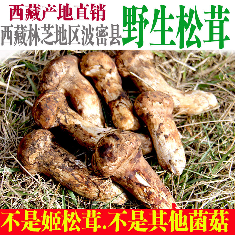 西藏特产嘎朗松茸菇干片干货林芝松茸波密松茸食用菌
