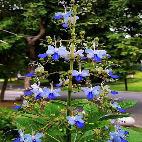 蓝蝴蝶花四季喜阳耐热花卉阳台庭院盆栽蓝蝴蝶紫蝴蝶花似蝴蝶飞舞 - 图0