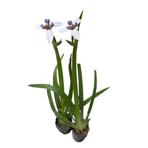 正宗巴西鸢尾兰 阳台盆栽巴西鸢尾兰花 玉蝴蝶四季常绿观叶植物 - 图3