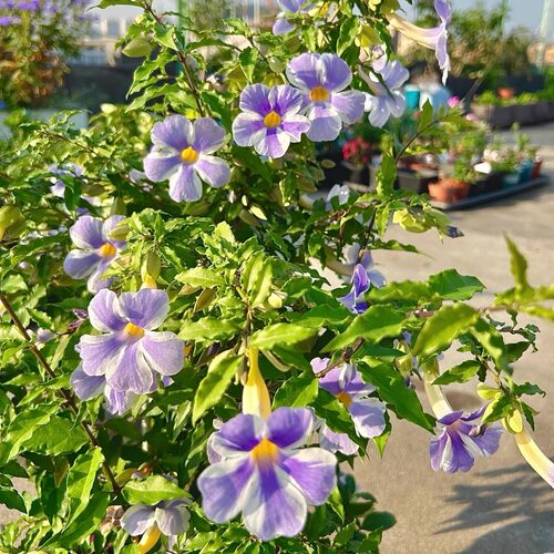 硬枝老鸭花 鸭嘴花阳台庭院盆栽蓝吊钟 月亮仙子四季开花蓝色花卉 - 图2