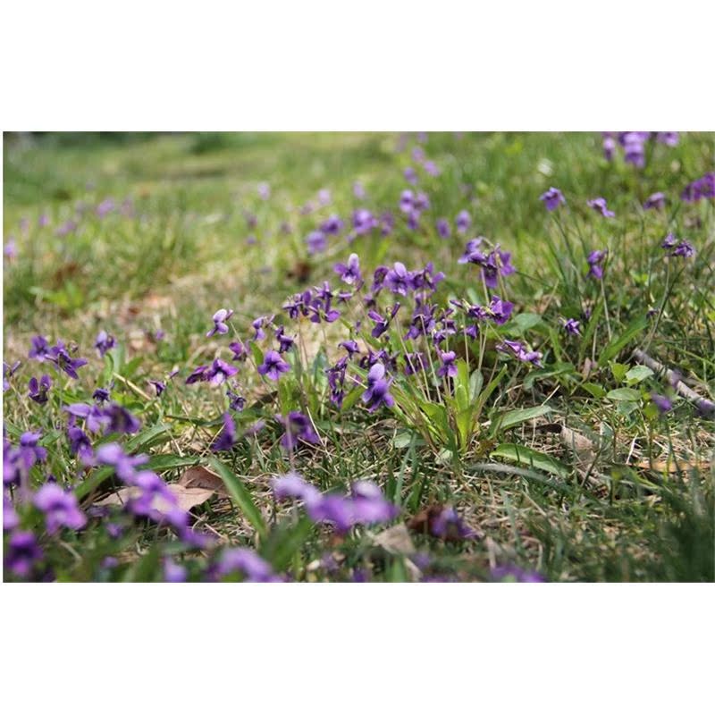 耐寒多年生紫花地丁种子花种籽子野堇菜花籽四季易活地被覆绿耐阴-图1