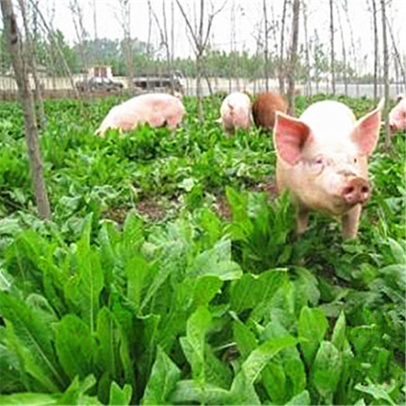 四季将军大叶菊苣牧草种子南方鸡鹅兔猪吃的饲料草菜多年生四季草