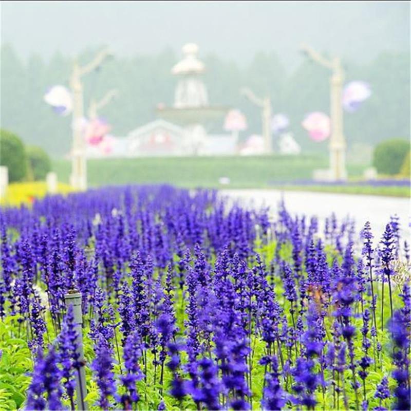 蓝花鼠尾草种子四季播易活多年生耐寒耐旱花籽庭院园林绿化花种籽-图1