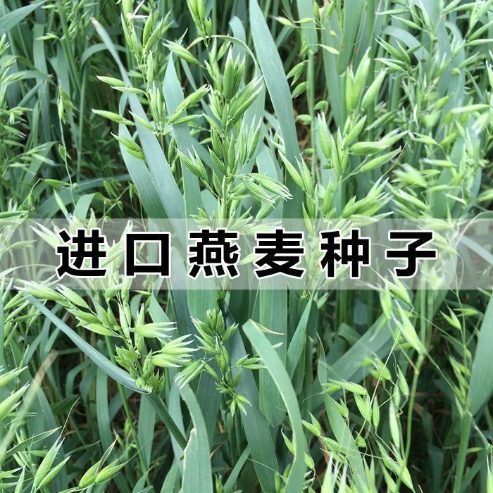 燕麦种子新采燕麦饲用草牧草易活耐寒抗旱饲料草籽高营养四季牧草 - 图0