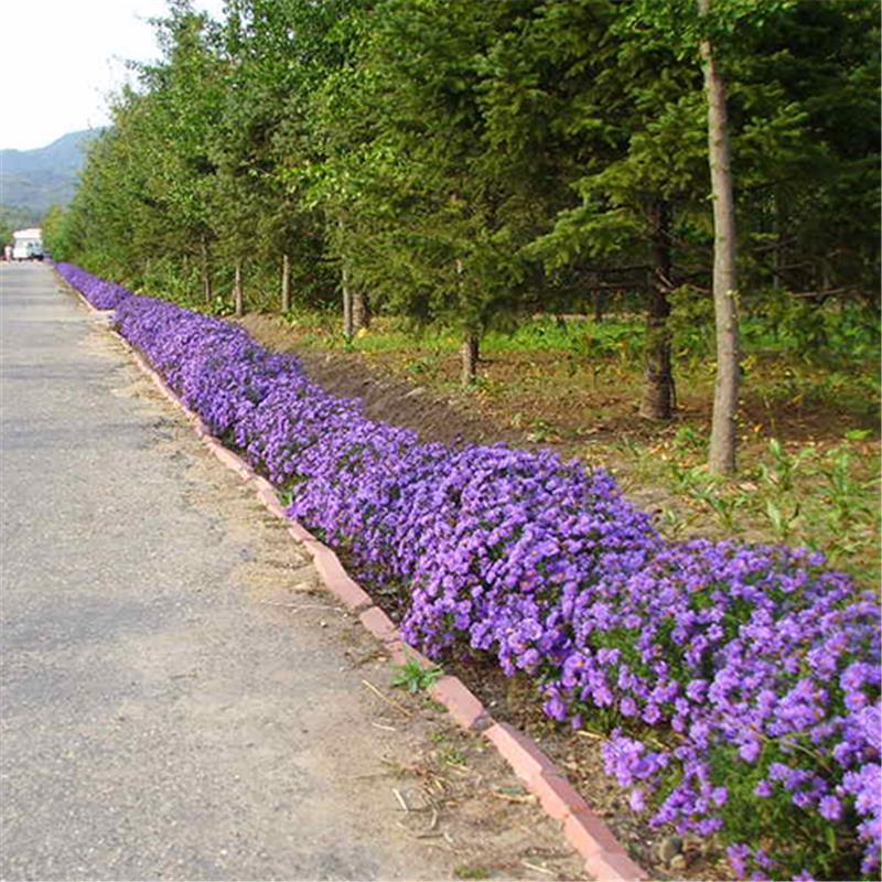 荷兰菊花种子庭院花海矮型四季易播多年生耐寒花籽柳叶菊纽约紫菀 - 图3