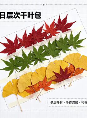 植物教学幼儿园手工红枫叶干花