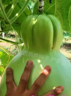 煤气罐葫芦种子籽奶嘴小八宝文玩