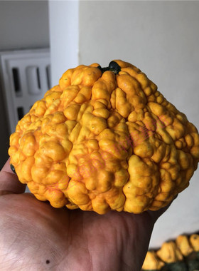 黄色摆件大疙瘩葫芦种子籽小