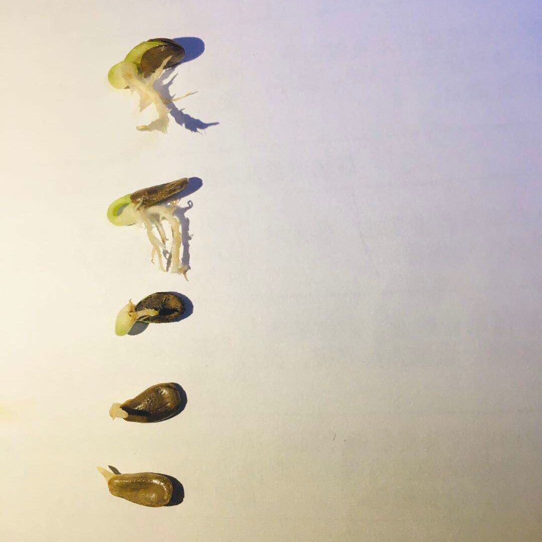 葫芦苗盆栽三挺天津嘴 2 送 5 买 1 送 3 买 种子籽 超长嘴小八宝发了芽 葫芦苗盆栽三挺天津嘴 2 送 5 买 1 送 3 买 种子籽 超长嘴小八宝发了芽