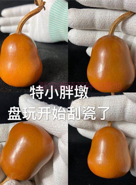 小胖墩葫芦种子天坛小八宝文玩