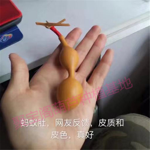 蚂蚁肚葫芦种盆栽小蚂蚁小三挺庭亭宫廷八宝手捻文玩巨型超大子籽 - 图0