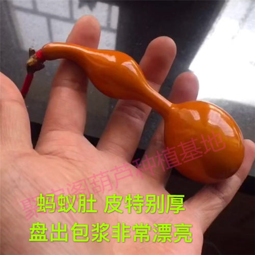 蚂蚁肚葫芦种盆栽小蚂蚁小三挺庭亭宫廷八宝手捻文玩巨型超大子籽 - 图2