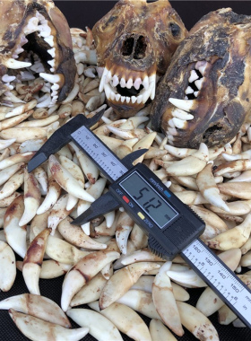 男女通用真骨质黑狗牙祝您好运