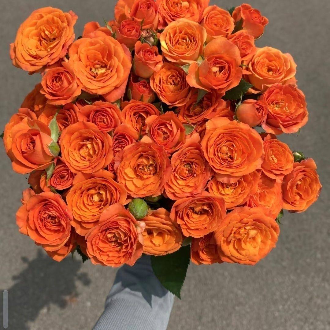 折射多头泡泡玫瑰花云南昆明基地鲜花速递同城百合花束情人节包邮,淘宝优惠券,粉丝福利购,淘宝优惠卷