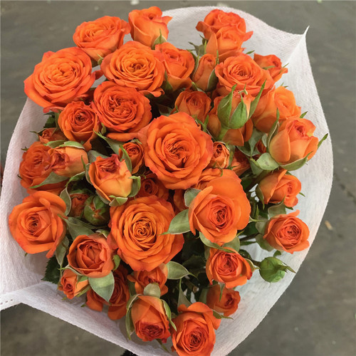 爱丽丝比多头泡泡玫瑰花云南昆明基地鲜花速递同城百合花束母亲节 - 图0