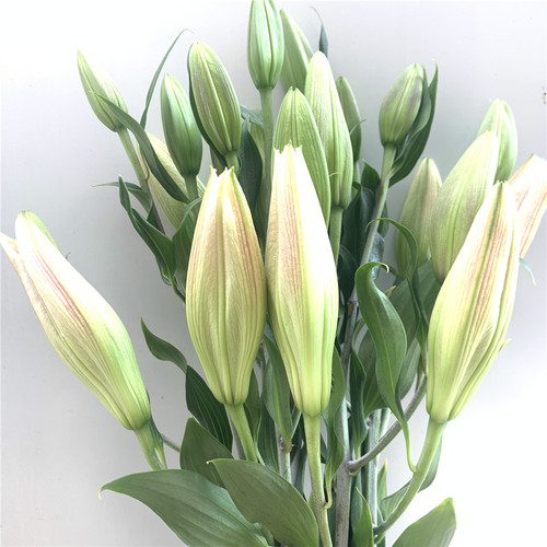 向日葵太阳花云南昆明鲜花基地直发百合花直批花束教师节同城速递 - 图1