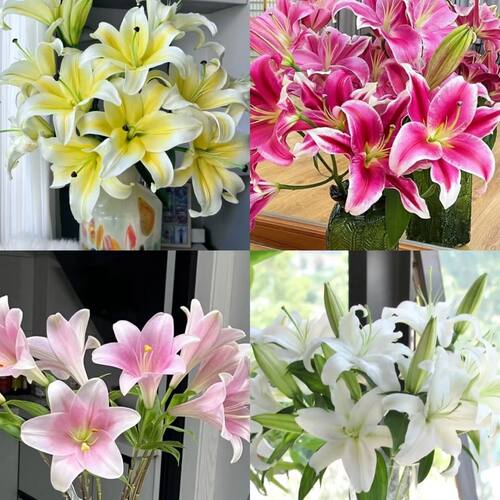 红美人香水百合鲜切花花束云南基地直发水养家庭插花包邮母亲节 - 图0