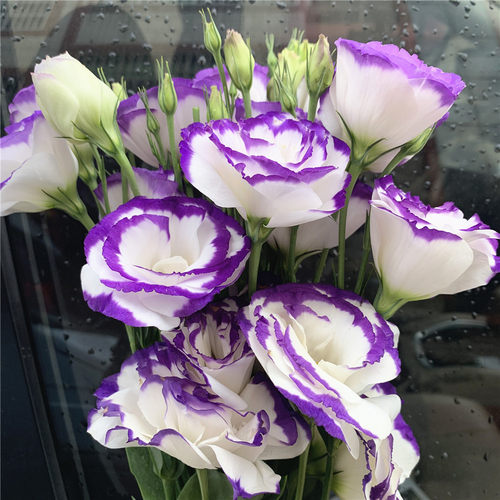 香槟色洋桔梗水养鲜花云南昆明基地直发同城速递百合玫瑰泡泡 - 图0