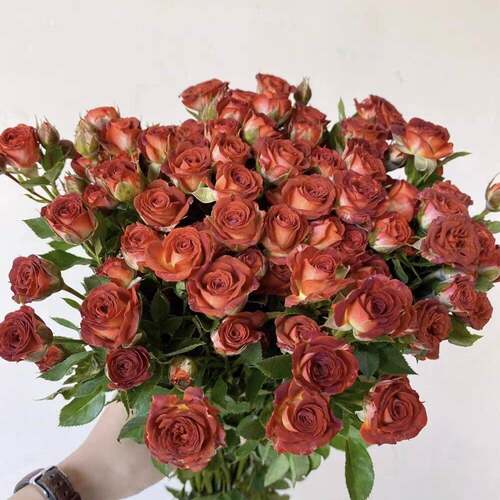 卡布奇诺玫瑰巧克力多头泡泡云南昆明基地直发月子花篮水养鲜切花 - 图3