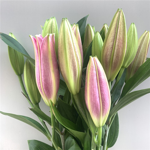 向日葵太阳花云南昆明鲜花基地直发百合花直批花束教师节同城速递 - 图2