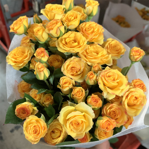 折射比多头泡泡玫瑰花云南昆明基地鲜花速递同城百合花束母亲节 - 图0