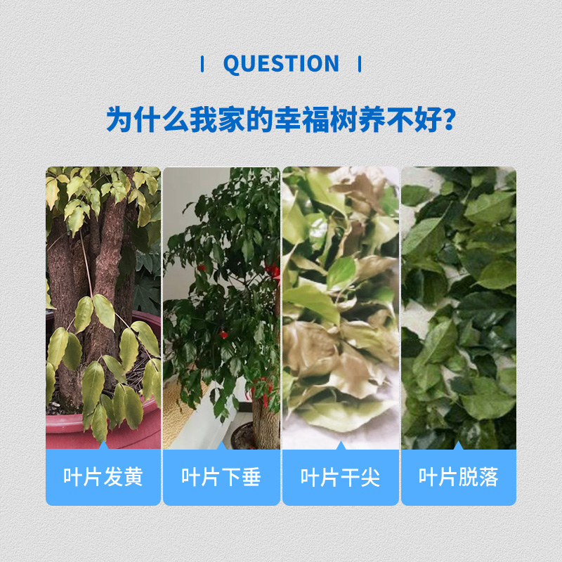 花草博士幸福树专用营养液家用养花卉绿植水培通用型液体植物肥料