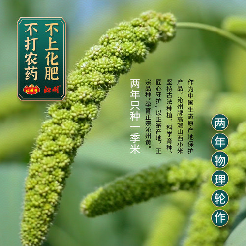 沁州黄有机小米新米青花瓷罐装有机杂粮礼盒山西特产小米粗粮粥 - 图1