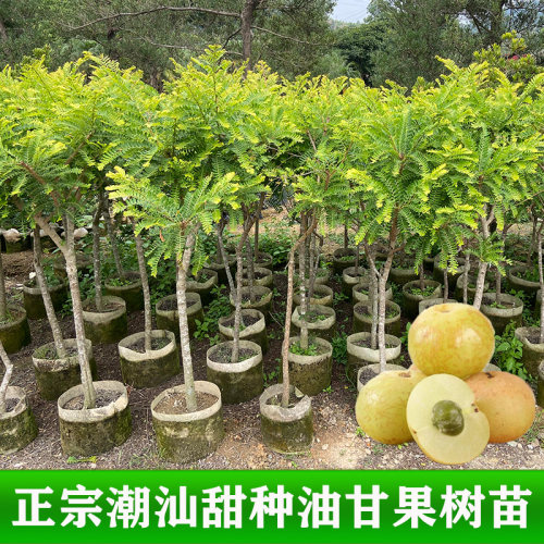 油甘果苗嫁接潮汕崩坎狮头甜种油甘苗柿饼甜余甘果树苗四季结果 - 图0