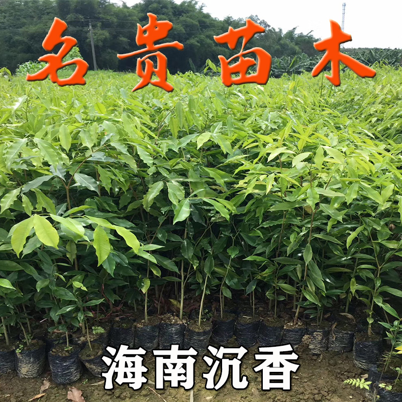 名贵苗木正宗金丝楠木树苗奇楠沉香树苗海南黄花梨树苗小叶紫檀苗-图0