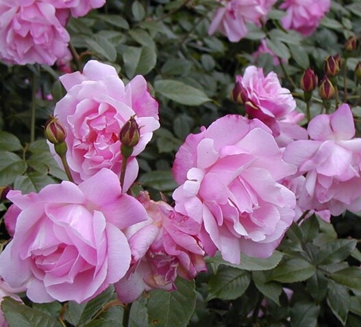 古老月季合集2 - 图3