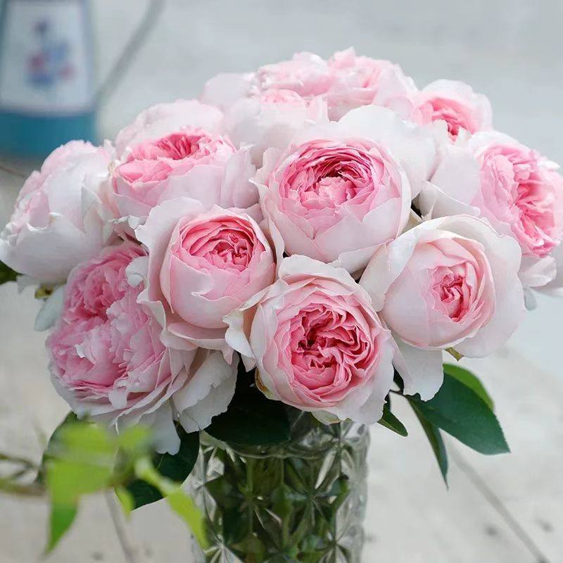 夏季根接清场1 蜻蜓 幻紫 羽毛 天方夜谭等2棵包邮包对版阳台盆栽,淘宝优惠券,粉丝福利购,淘宝优惠卷