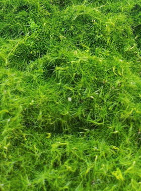 仿真永生苔藓大灰苔草皮草坪人工青苔室内造景垫子假草地布置地毯