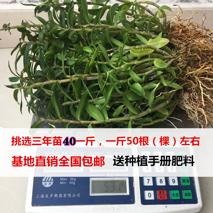 铁皮石斛苗 盆栽驯化兰花绿植 红杆种苗软脚鲜条枫斗花 3年苗包邮