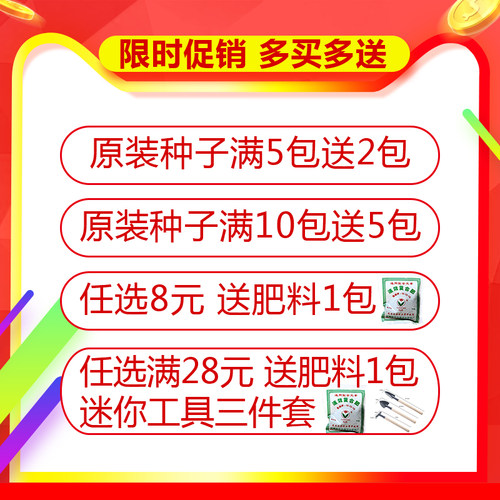 蔬菜种子农家辣椒香菜孑各种阳台春秋南北方四季青菜籽种大全 - 图2