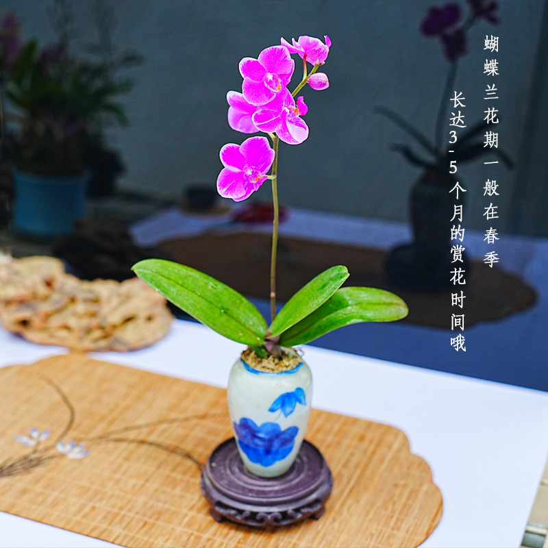 带花枝蝴蝶兰紫红色花四季好养开花室内中式禅意花迷你桌摆正品 - 图0