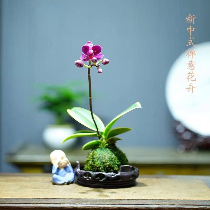 带花苞金边迷你蝴蝶兰花苗金叶咖啡中式禅意盆栽花卉室内客厅好养 - 图3