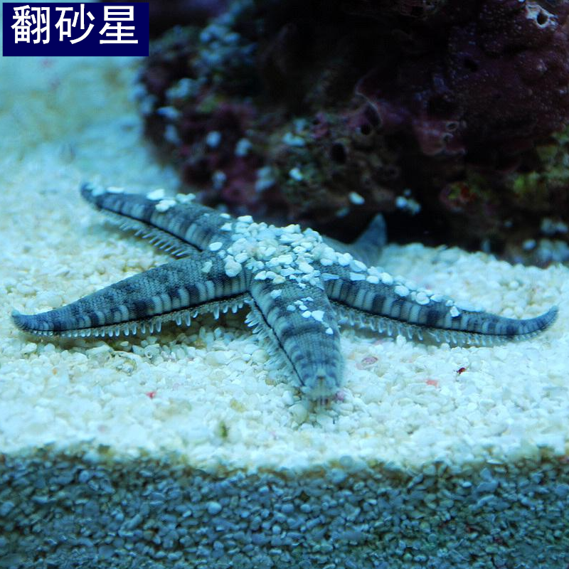 翻沙星 海水水族宠物 蓝海星红海星饼干海星 朱古力海星蛇纹 海星 - 图0