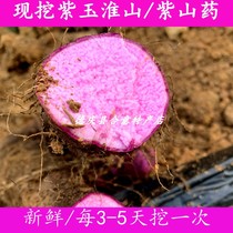 Fresh Purple Jade Huai Mountain Now Dug Up Mountain Medicinal Powder Glutinous Rice Long Yam Huaiyyam Farmhouse Straight Hair Purple Fries 5 10 Catty