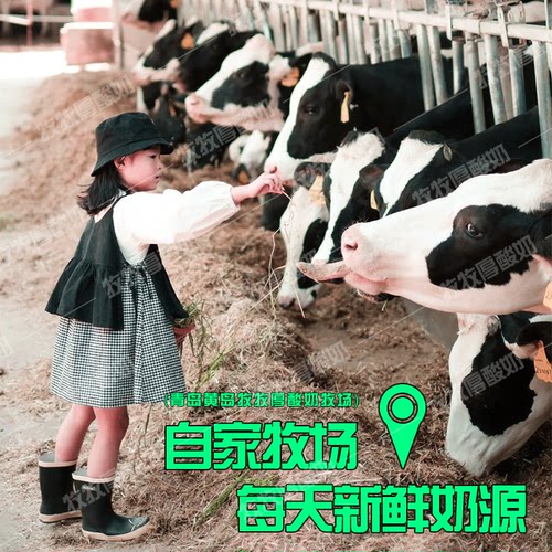 【商用批发30斤】希腊冷萃干嚼酸奶干巴干噎酸奶酪疙瘩罐子零食品 - 图0