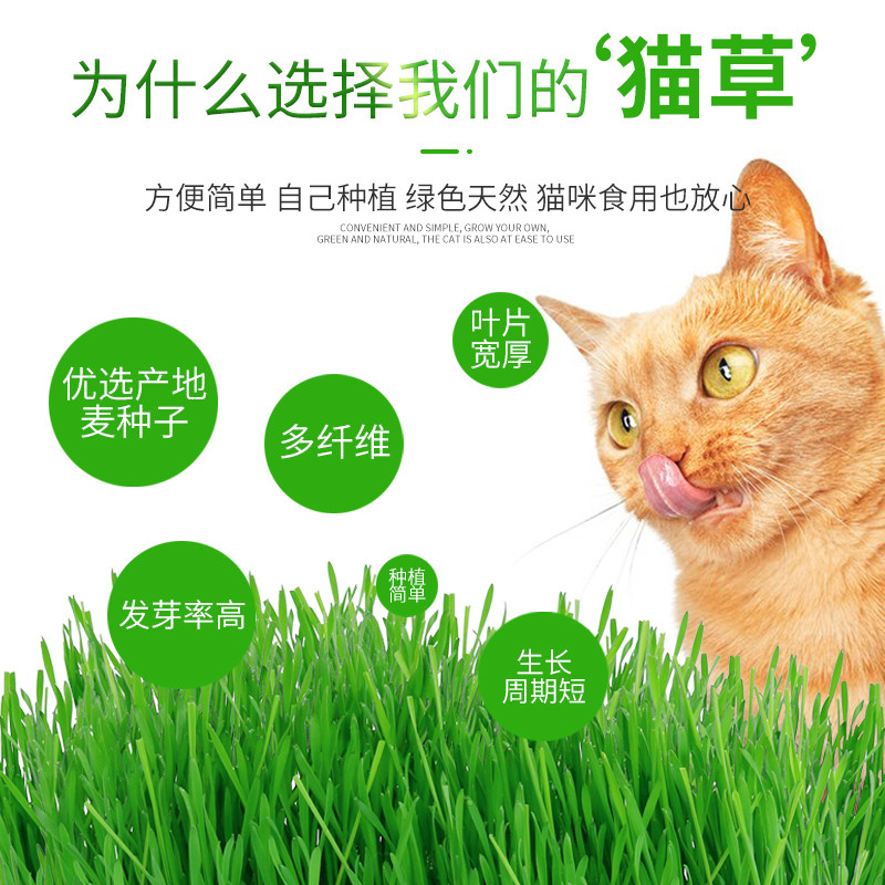 猫草种子水培盒盆盆栽去毛球小麦化毛零食大种植套装无土猫咪幼猫 校服diy定做 猫草种子水培盒盆盆栽去毛球小麦化毛零食大种植套装无土猫咪幼猫 校服diy定做