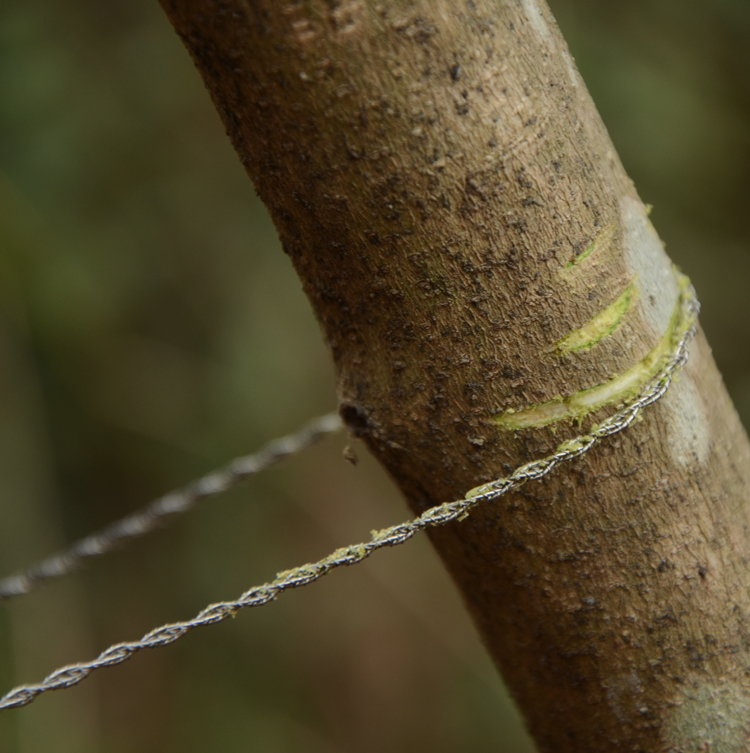 钢丝锯加长线锯手拉锯绳锯户外野外求生装备链条锯单指割水草锯子,淘宝优惠券,粉丝福利购,淘宝优惠卷