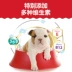 Dotce Puppy Dog Food Golden Retriever Bear Size Dog Natural Fresh Meat Wet Dog Food 10kg Sữa Cake Puppy - Chó Staples