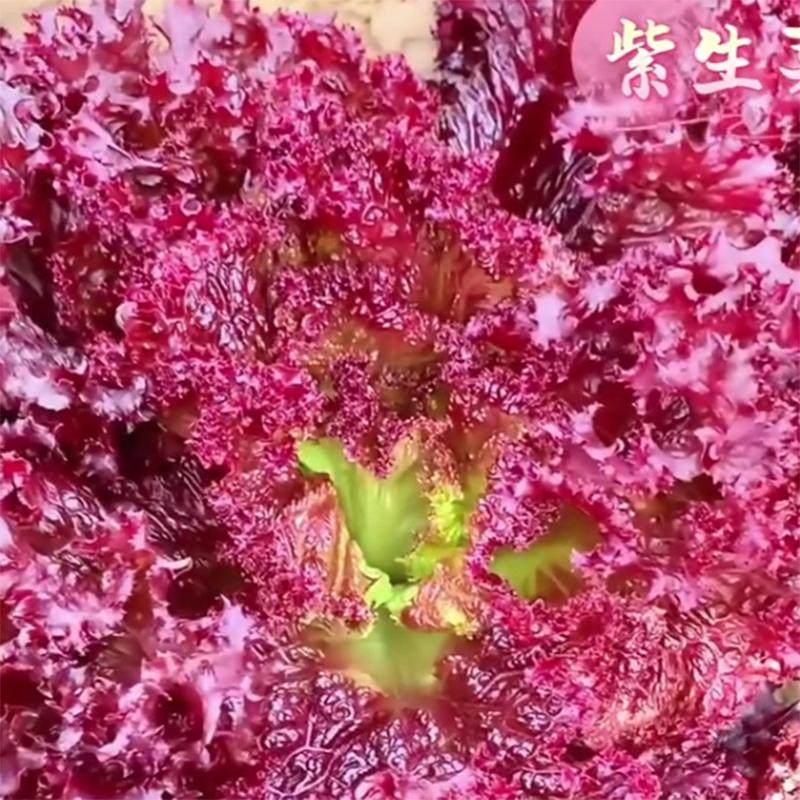紫叶孔雀生菜紫罗莎紫罗马生菜苗苗秧带土球红皱结球奶油直立大速,淘宝优惠券,粉丝福利购,淘宝优惠卷