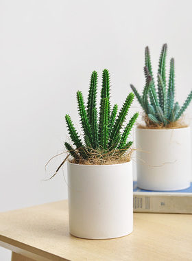 九思仿真植物仙人掌盆栽北欧极简