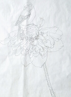 工笔画底稿龚雪青莲花白描宣纸