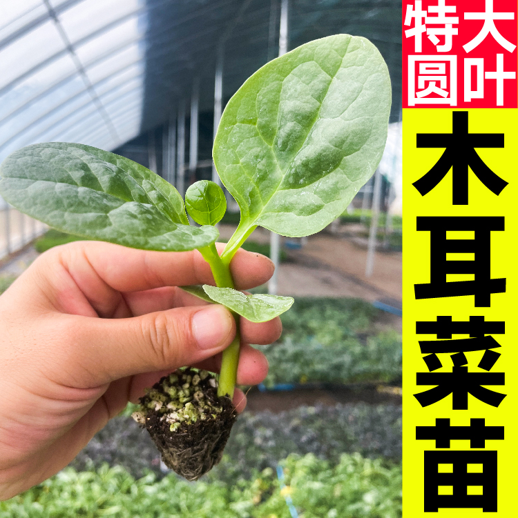 特大圆叶木耳菜苗秧春秋高钙肥嫩豆腐菜种子室内外易活蔬菜盆栽 - 图0