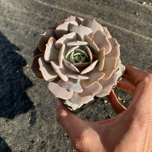 露娜莲景天科拟石莲属多肉植物单头周正颜色粉蝶仙仙精致创意绿植 - 图2