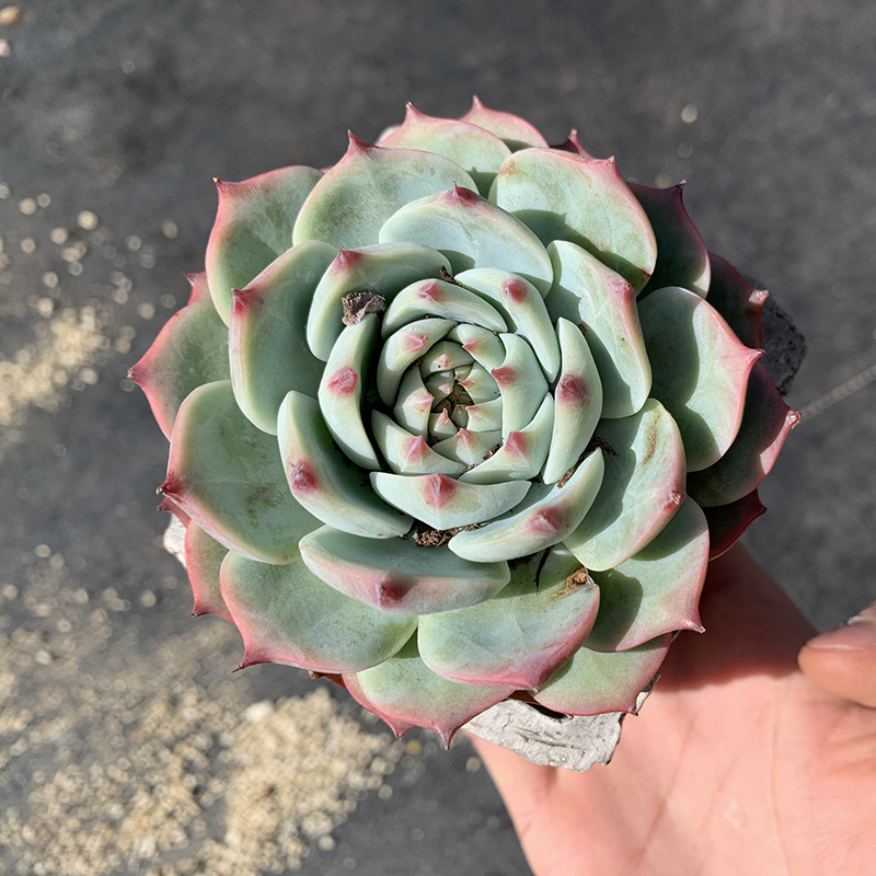 水蜜桃吉娃娃单头周正叶层多景天科莲花座多肉植物上盆仙气很好养-图1