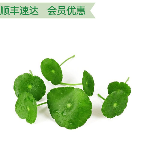 新鲜铜钱草旱金莲叶金钱草西餐摆盘烘培日料蛋糕装饰点缀花草50片 - 图2